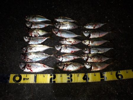 アジングいい感じ