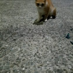 太刀魚釣り　～台風の影響？ 渋い～