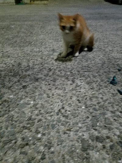 太刀魚釣り　～台風の影響？ 渋い～