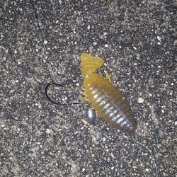 3カ月ぶりに琵琶湖