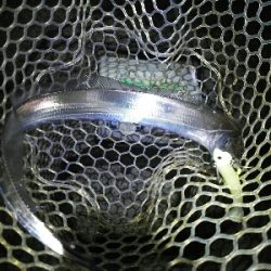 鯖の後は太刀魚