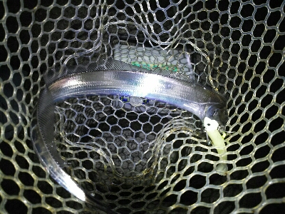 鯖の後は太刀魚