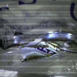 太刀魚はどこ？