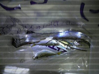 太刀魚はどこ？