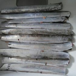 時合い長く10匹