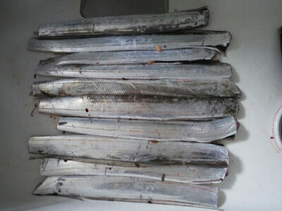 時合い長く10匹