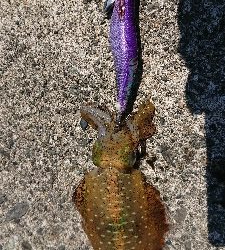 エギングでアオリイカ