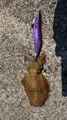 エギングでアオリイカ