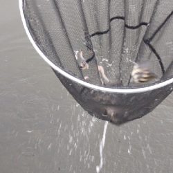 久美浜 西中渡船