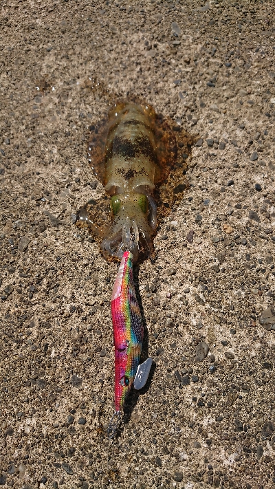 直江津ハッピーでエギング