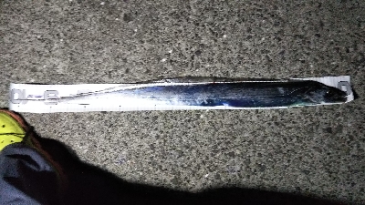 今季初ドラゴン