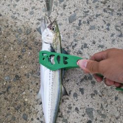 復活のアラバマン!