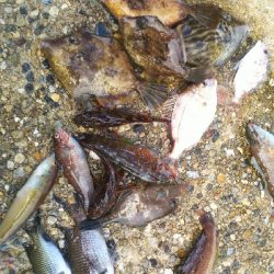 カワハギ食用サイズ