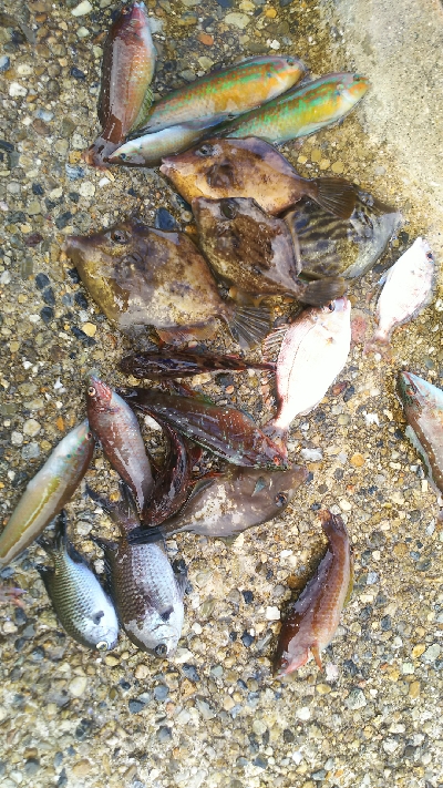 カワハギ食用サイズ