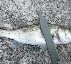 ULSJ&アジング&エギング