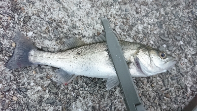 ULSJ&アジング&エギング