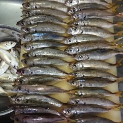 台風あとのアジング修行