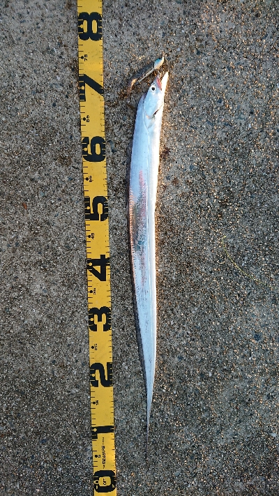 台風後の神戸沖堤防