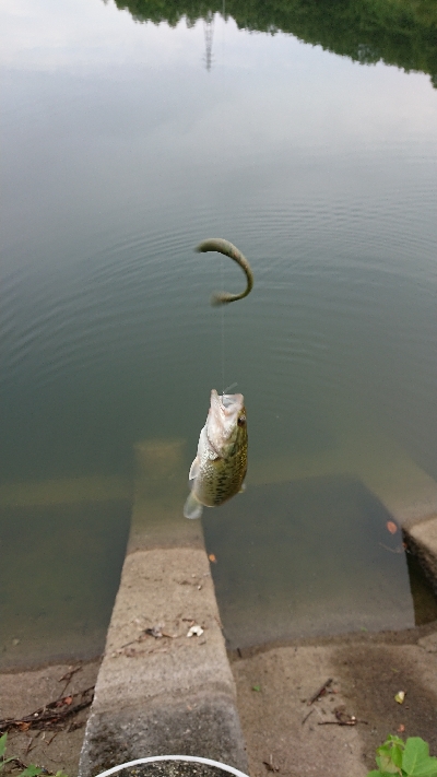 リザーバー釣行