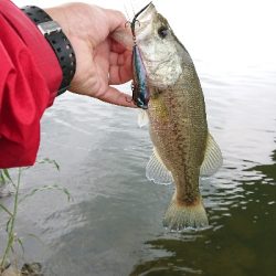 まさかのスモール