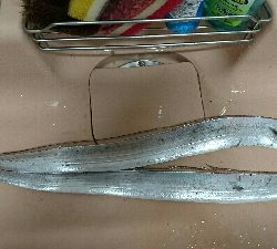 あたりはあるけど