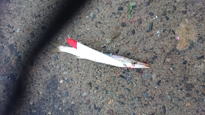 まさかの爆釣？