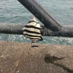 新港にかぎって…