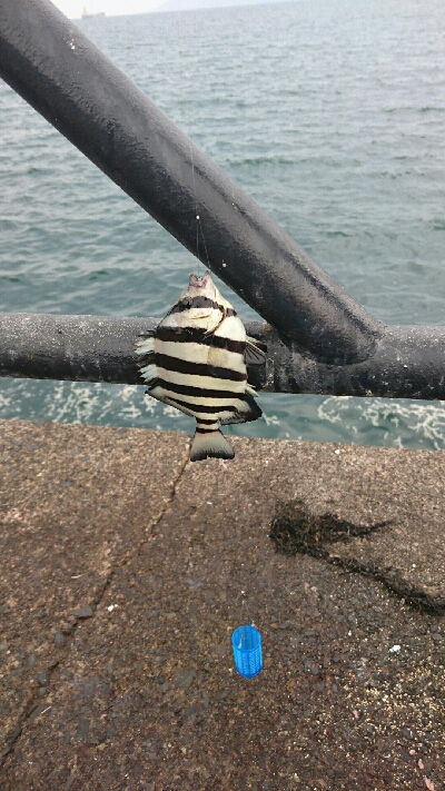 新港にかぎって…