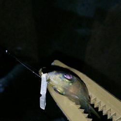 豆アジングでええメバル