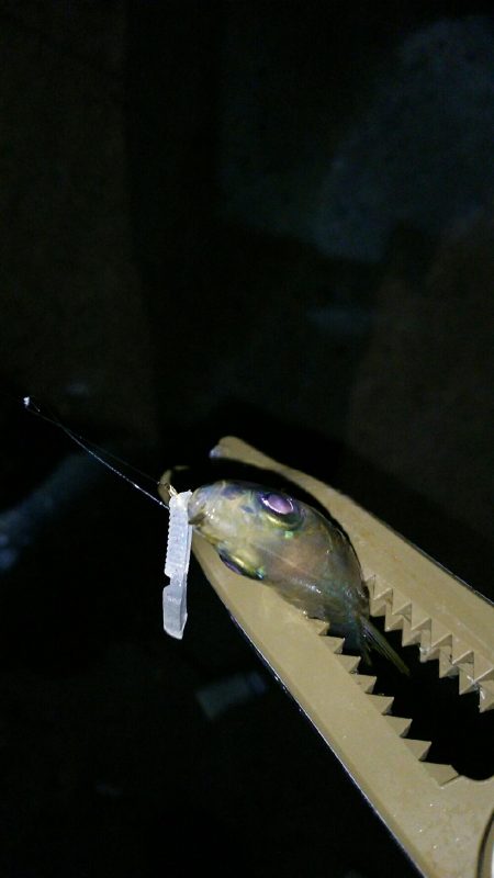 豆アジングでええメバル