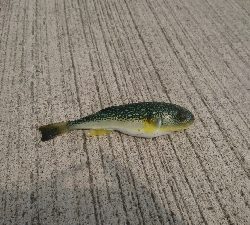 那珂湊遠征 サビキで五目釣り