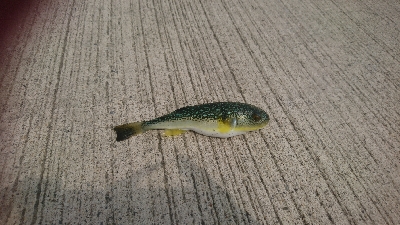 那珂湊遠征 サビキで五目釣り
