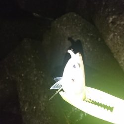 デカあじはどこに！