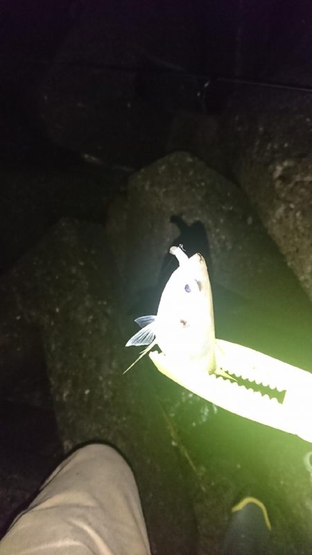 デカあじはどこに！