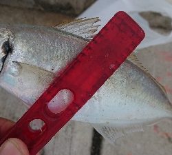 何とか5本釣れました(￣ω￣;)