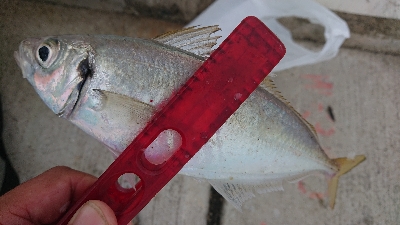 何とか5本釣れました(￣ω￣;)