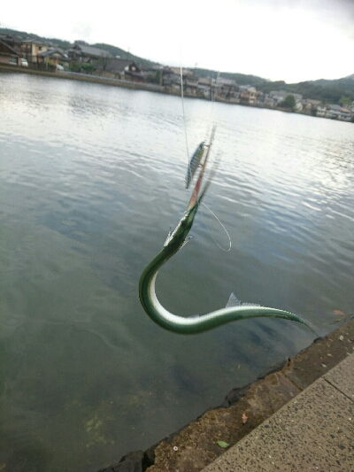 今日の釣果