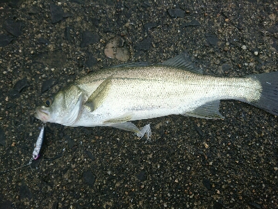 久しぶりの投稿です