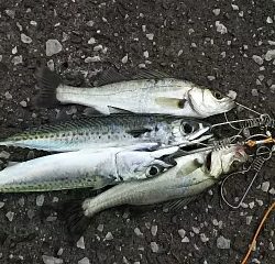 ジグでサバ＆セイゴ