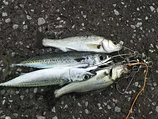 ジグでサバ＆セイゴ