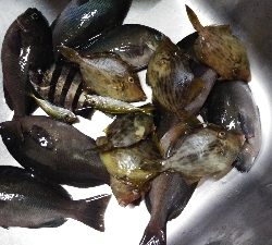サビキでアジ釣りのはずが…