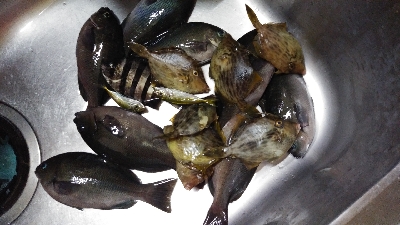 サビキでアジ釣りのはずが…