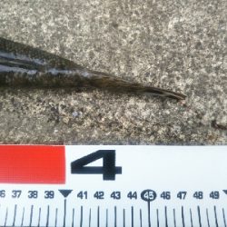 小松島でタチウオとマゴチ