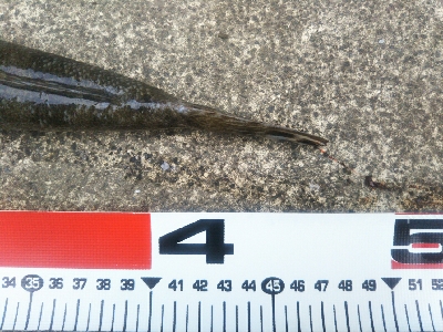 小松島でタチウオとマゴチ