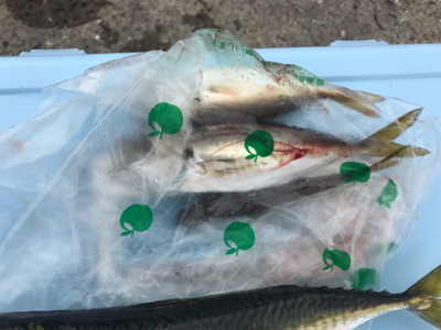 久しぶりの紀州釣り