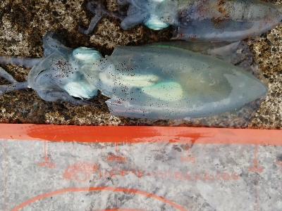 秋アオリ　エギング