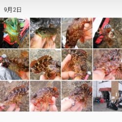 ボートがダメなら沖堤防！