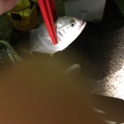 久々の南紀小物釣り