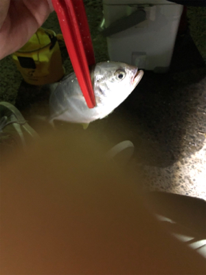 久々の南紀小物釣り