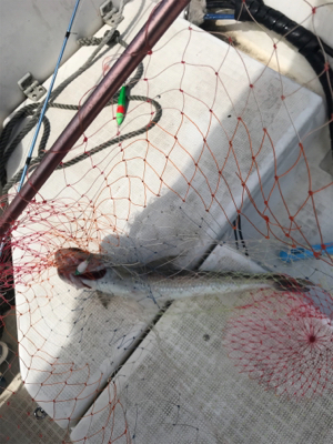 マイボート釣行